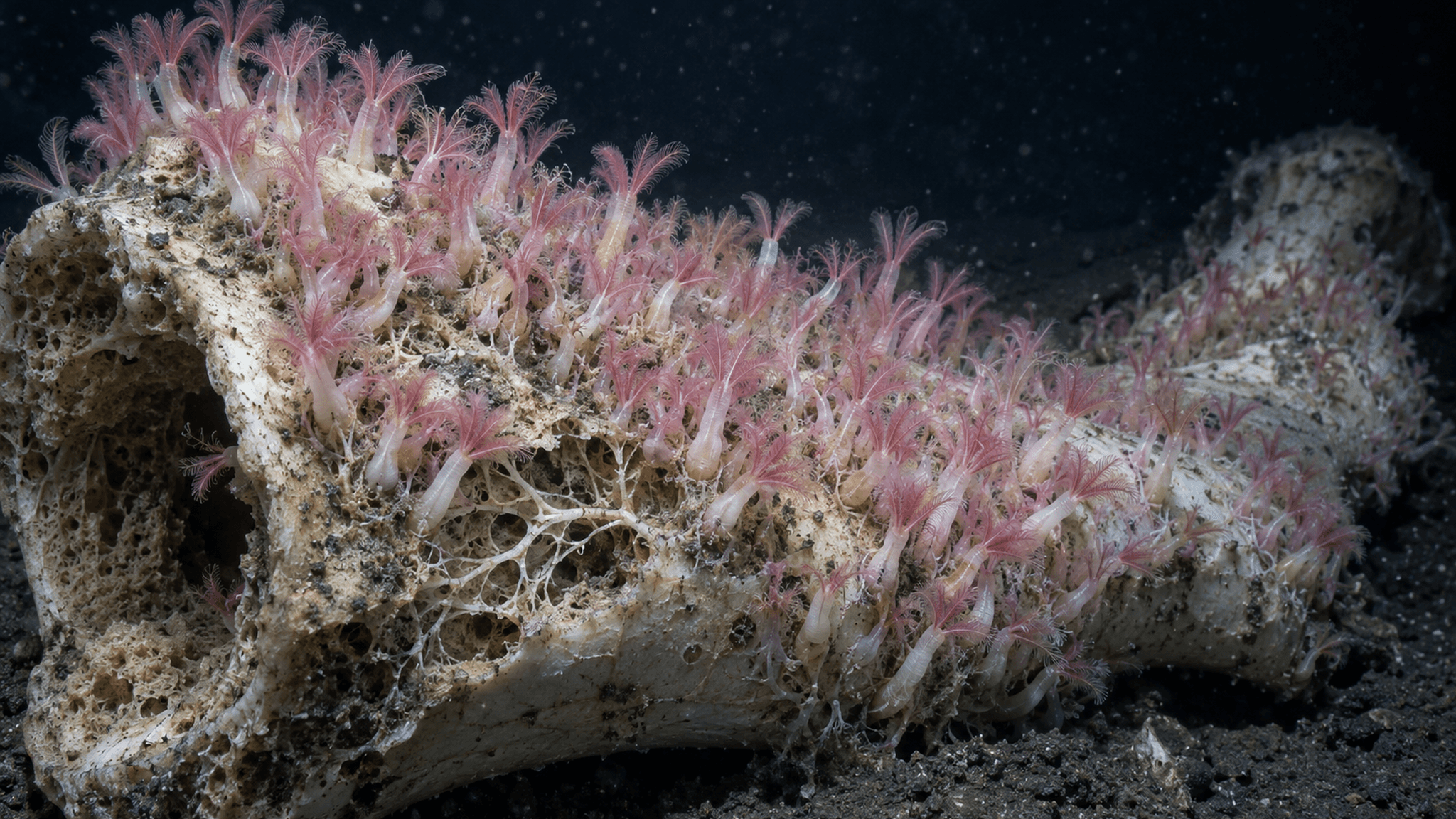 AI life reconstruction: Osedax worms on a vertebrate bone on the seafloor, anchored in the bone by root-like tissue.