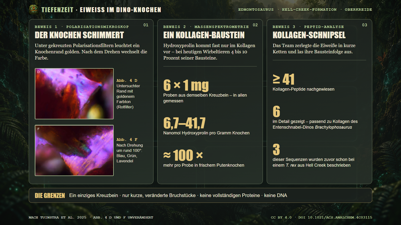 Tiefenzeit-Infografik: drei Beweise für Kollagen-Reste im Edmontosaurus-Knochen. Mikroskopbilder aus Abbildung 4 (D, F) von Tuinstra et al. (2025) unverändert. DOI 10.1021/acs.analchem.4c03115. CC BY 4.0.
